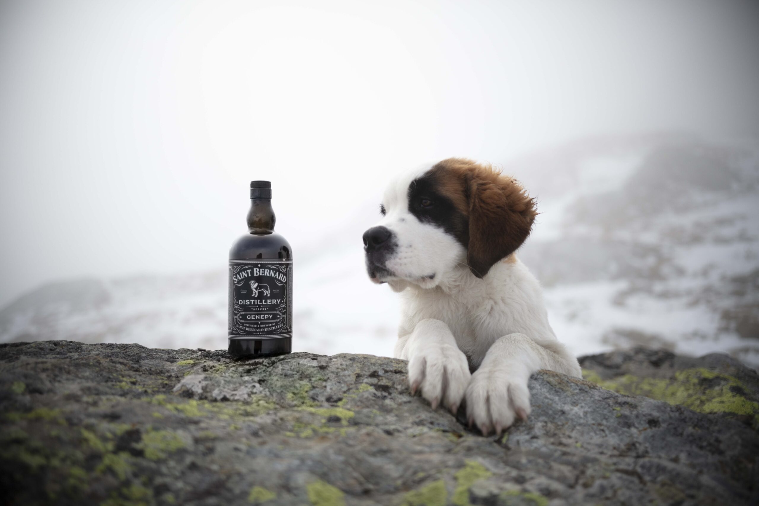 Saint Bernard Genepy distillato floreale bottiglia